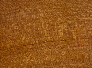 silky-oak_500x370